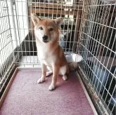 豆柴