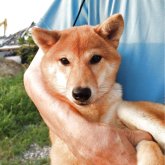 柴犬