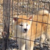 秋田犬