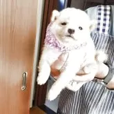 豆柴【岡山県・男の子・2025年8月30日・白】の写真2「一寸横向き。」