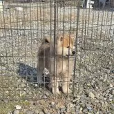 秋田犬【岡山県・女の子・2024年12月5日・赤】の写真4「コロコロして可愛いです。しっかりした体形です。」