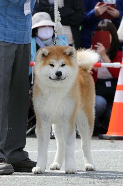 秋田犬【・女の子・2019年4月6日・赤】「とても牝らしく可愛いです秋保籍　19第2064号」