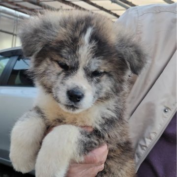 秋田犬【岡山県・男の子・2023年12月15日・虎毛】の写真「父犬は展覧会でも活躍して、特優１席犬です。」