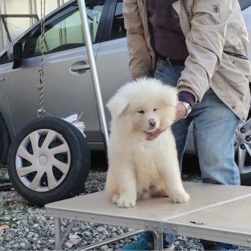 秋田犬【岡山県・男の子・2023年12月15日・白毛 長毛】の写真「兄弟元気で何時も揃って行動し、食欲旺盛で元気です。」