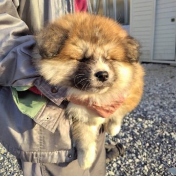 秋田犬【岡山県・男の子・2023年1月15日・赤 長毛】の写真「もう少しすると綺麗な赤毛になります。甘えん坊です。」