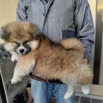 秋田犬【岡山県・男の子・2023年1月15日・赤 長毛】の写真「モコモコでとても可愛いです。食欲旺盛で元気な子。」