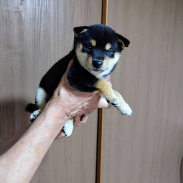 柴犬(豆柴)【岡山県・女の子・2024年6月30日・黒】の写真「豆柴の女の子です。元気で食欲旺盛コロコロです。」
