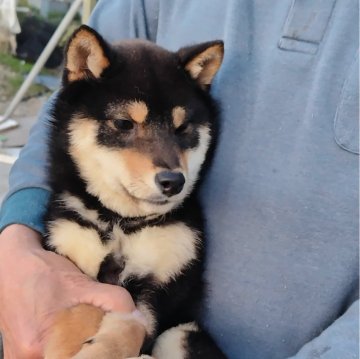 柴犬(豆柴)【岡山県・男の子・2023年10月20日・黒毛】の写真「4兄妹とても良く似て居て、食欲旺盛でとても元気」