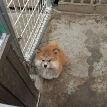 秋田犬【岡山県・男の子・2022年11月3日・赤 長毛】の写真「赤毛綺麗で可愛いです」