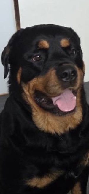 ロットワイラー【・男の子・2020年8月29日・ブラックタン】