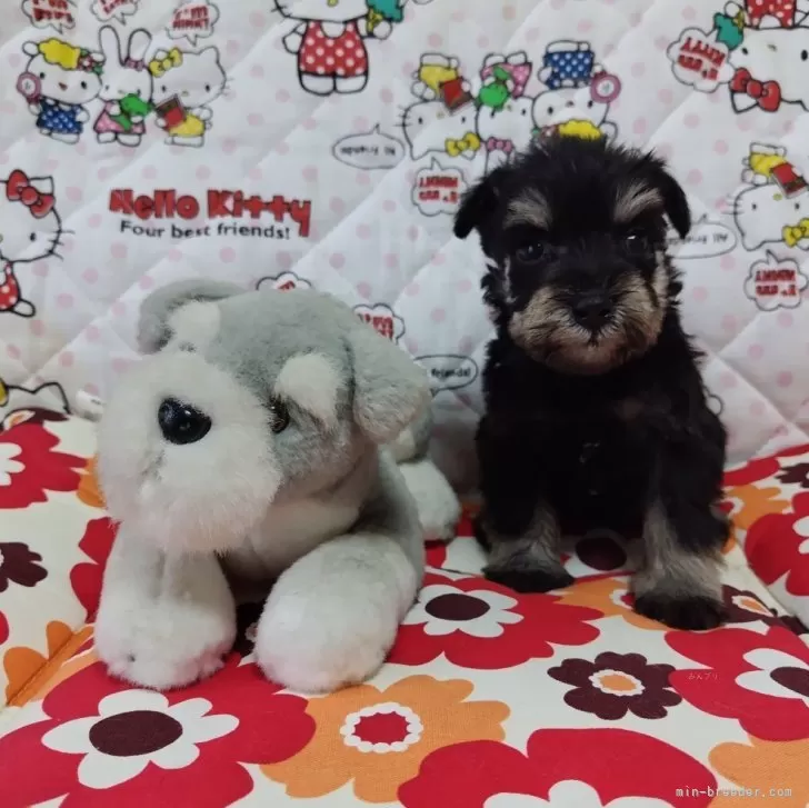 ID：2506-01156の子犬