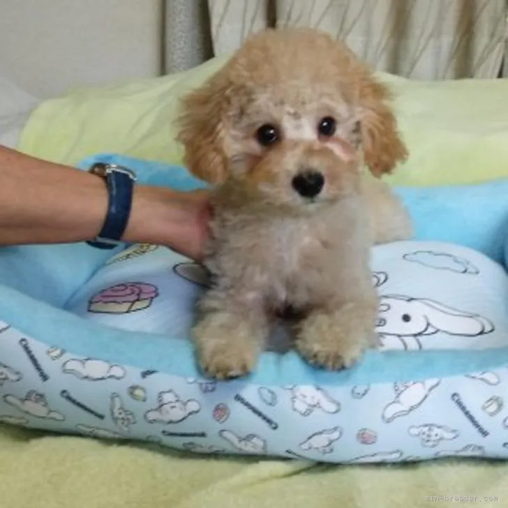 ID:2209-02549の子犬