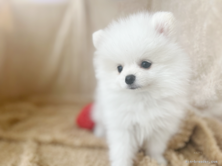 元気でかわいい子犬を育てています。｜坪光　英男(つぼみつ　ひでお)ブリーダー(石川県・ポメラニアンなど・JKC登録)の紹介写真1