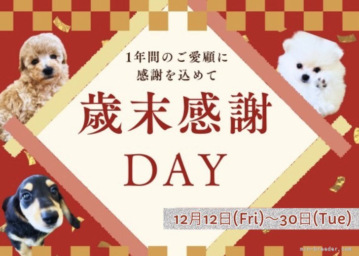 坪光英男ブリーダーのブログ：歳末感謝DAY開催✨