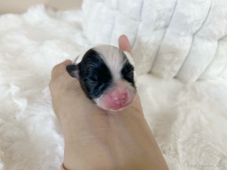 坪光英男ブリーダーのブログ：パピヨンベビー