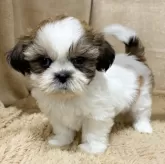 シーズー【石川県・男の子・2025年9月17日・ホワイトブラウン】の写真7