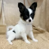 パピヨン【石川県・男の子・2025年9月5日・トライカラー】の写真5