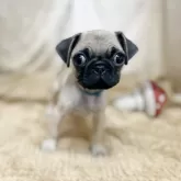 パグ【石川県・男の子・2025年6月6日・フォーン】の写真3