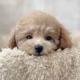 トイプードル(トイ)【石川県・女の子・2024年11月20日・レッド】の写真7