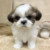 シーズー【石川県・男の子・2025年9月17日・ホワイトブラウン】の写真5