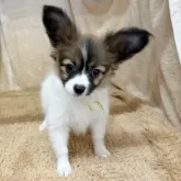 パピヨン【石川県・女の子・2025年9月5日・ホワイトブラウン】の写真2