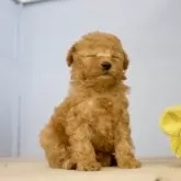 トイプードル(トイ)【石川県・女の子・2024年11月20日・レッド】の写真13