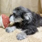 ミニチュアシュナウザー【石川県・男の子・2025年7月20日・ソルト&ペッパー】の写真6