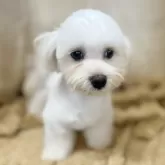 マルチーズ【石川県・男の子・2025年1月18日・ホワイト】の写真2