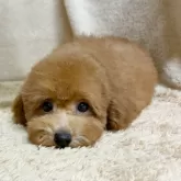 トイプードル(トイ)【石川県・男の子・2025年8月10日・レッド】の写真5