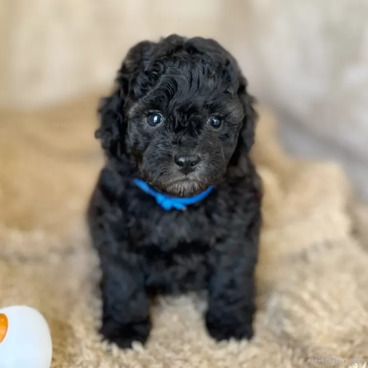 ID:2504-03679の子犬