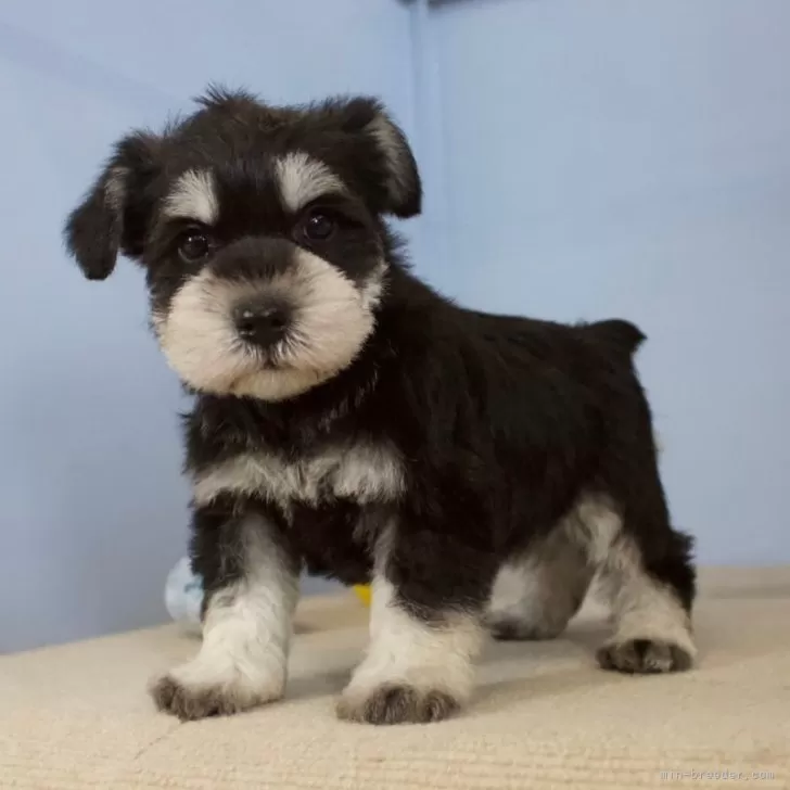ID:2412-03085の子犬