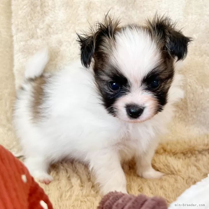 ID：2505-07927の子犬