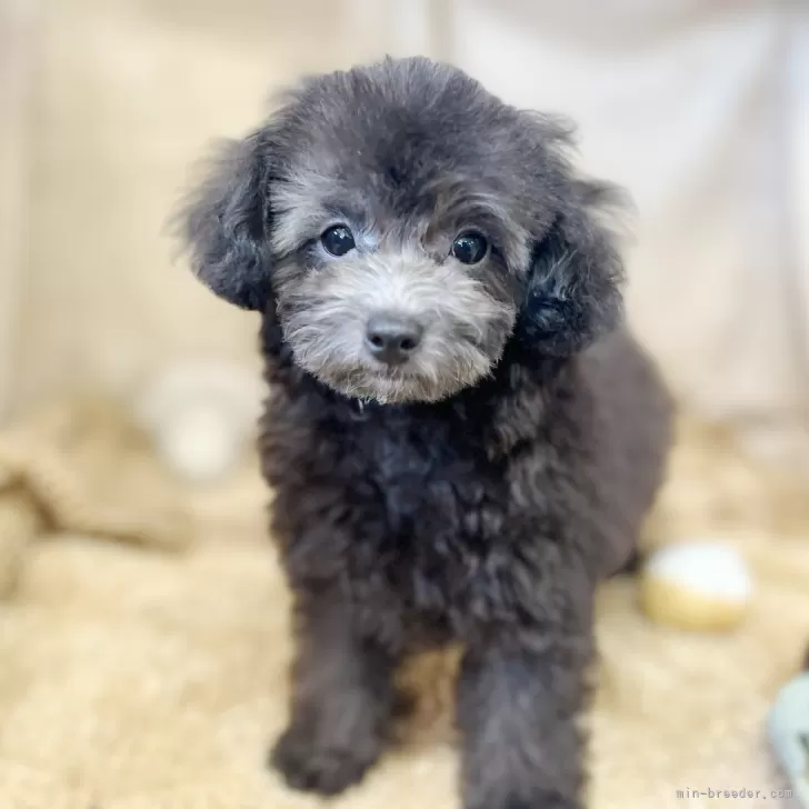 ID：2506-01511の子犬