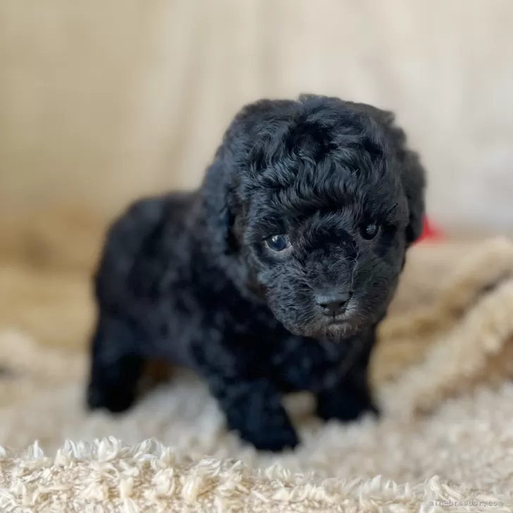 トイプードル(トイ)【石川県・男の子・2025年3月14日・シルバー】の写真1「良い毛並み✨」