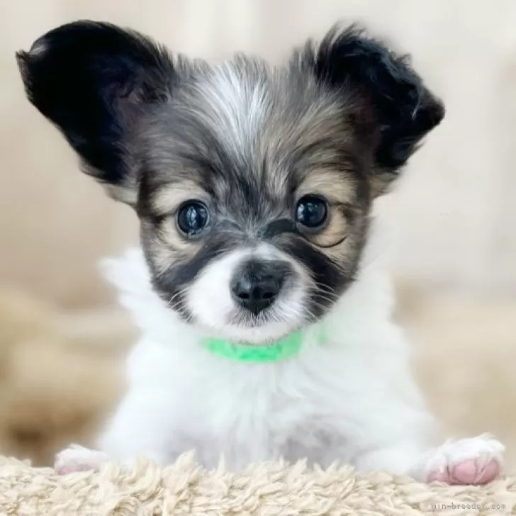 ID：2501-05999の子犬