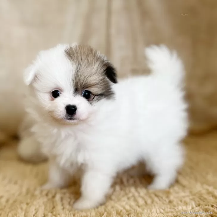 ID:2505-03959の子犬
