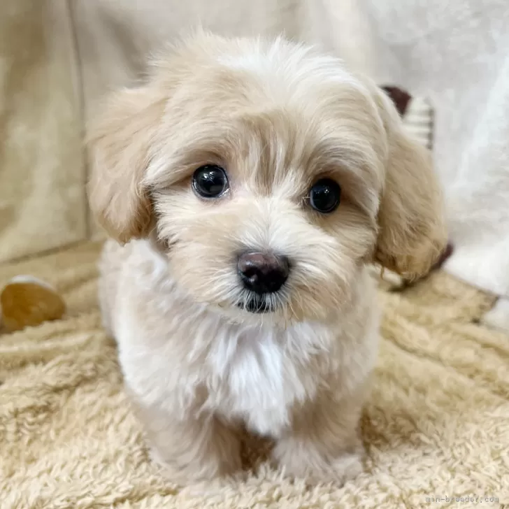 ID：2506-05652の子犬