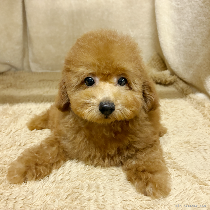 ブリーダー画像