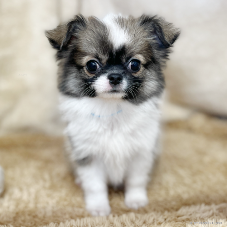 child_img_1_93b708f561e5.png