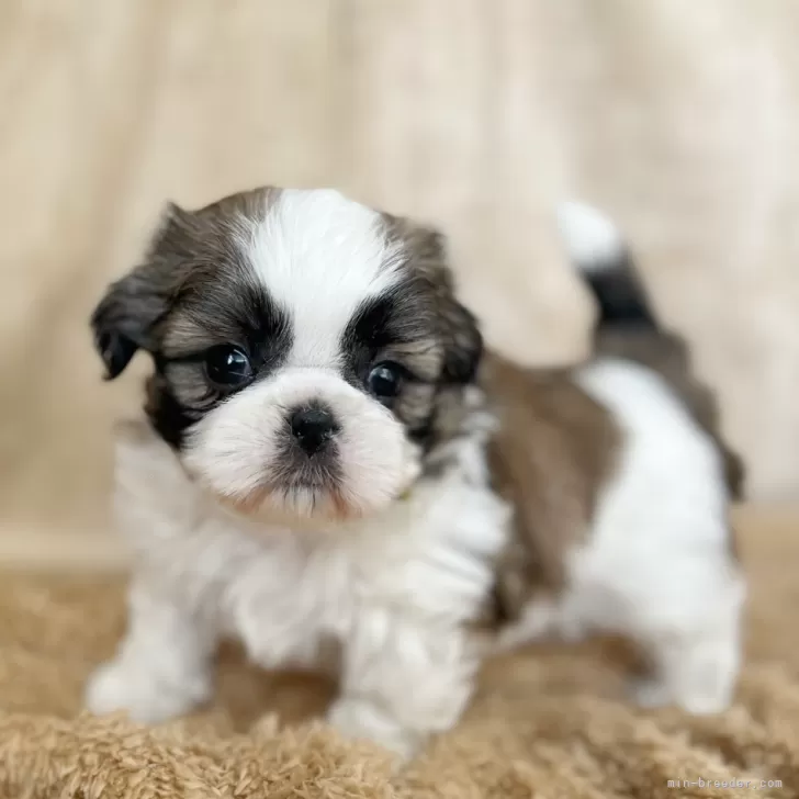 ID:2504-06135の子犬