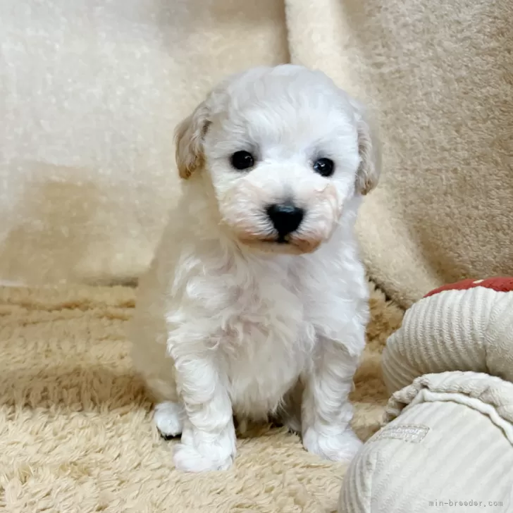 ID：2510-06382の子犬