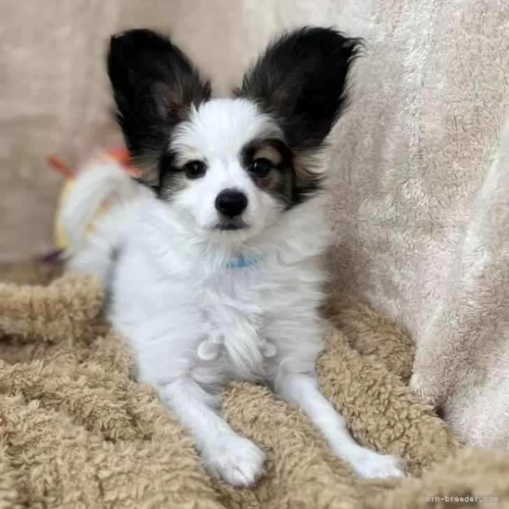 Kfamily 様のお迎えした子犬