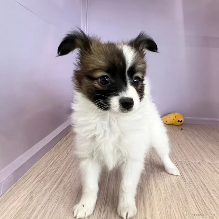 ID:2411-00997の子犬