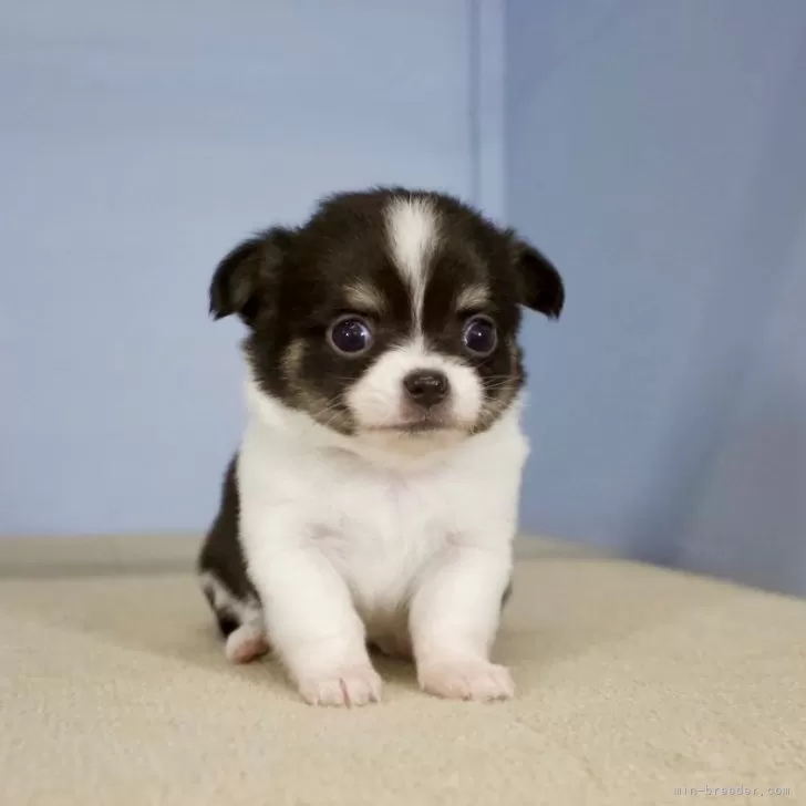 ID:2411-07671の子犬