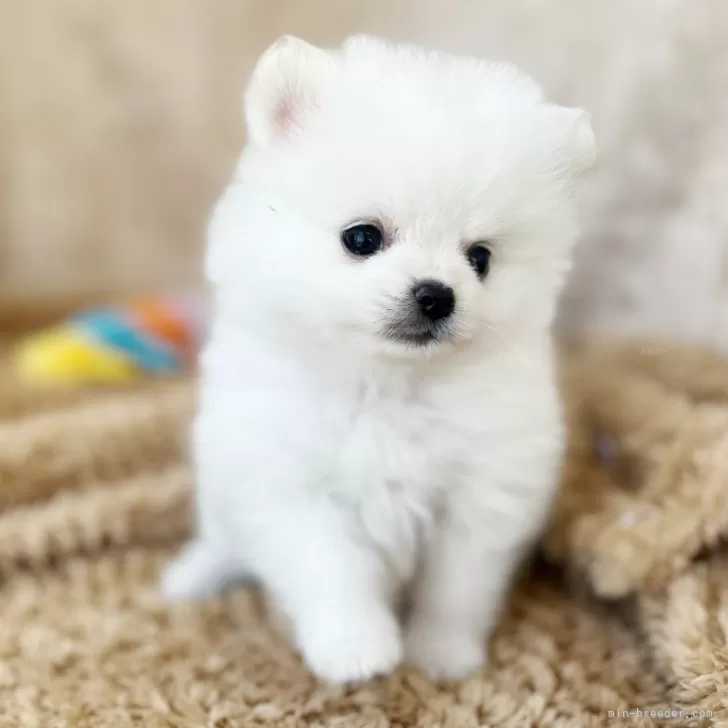 ID:2503-06565の子犬