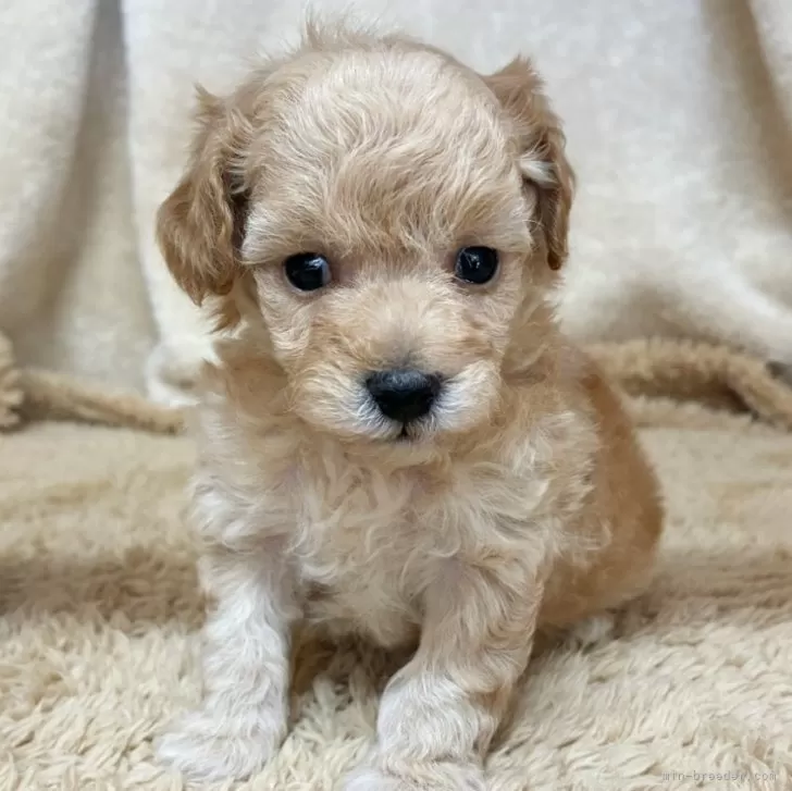 トイプードル(トイ)【石川県・男の子・2025年10月14日・アプリコット】の写真1