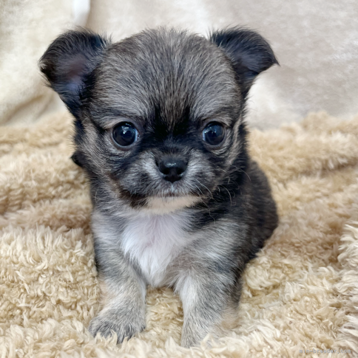 (レア)北欧•デンマークのかわいい犬ちゃん　ヴィンテージ　Sallingboe社 北欧デンマーク製1960-70年代ヴィンテージ木製チークウッド