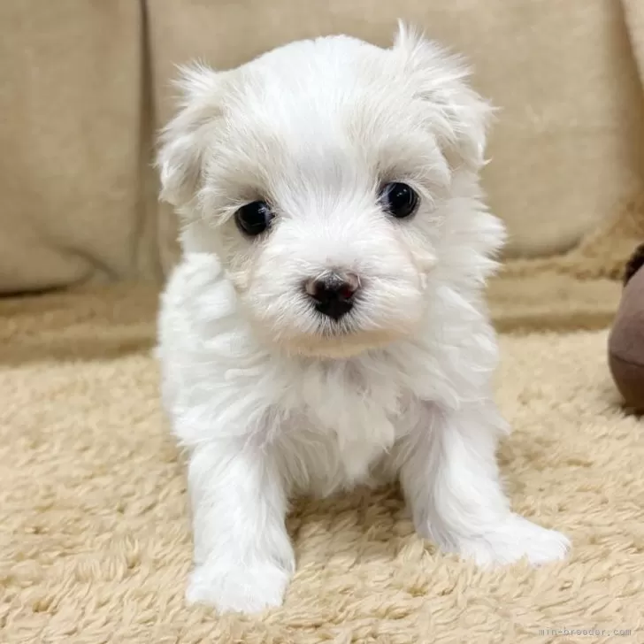 くまぴょん 様のお迎えした子犬