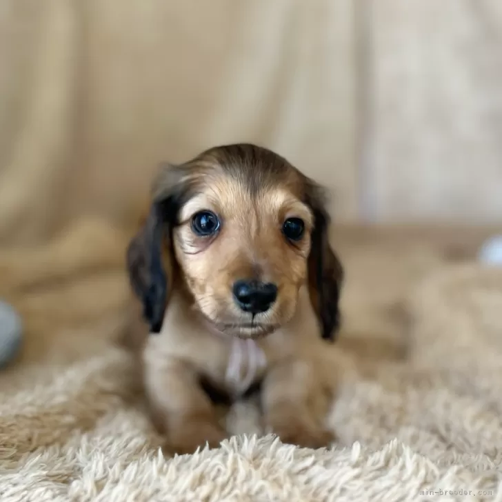 ID：2504-00785の子犬