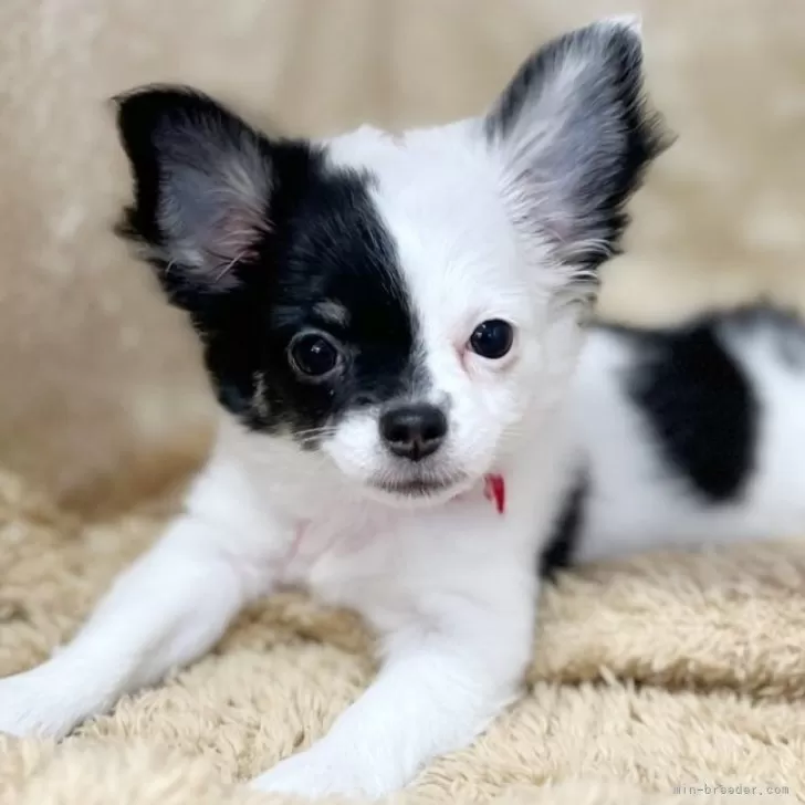ID：2506-03557の子犬